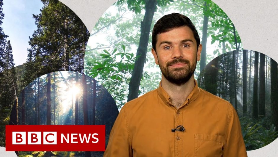 Deforestation: What’s wrong with planting new forests? – BBC News