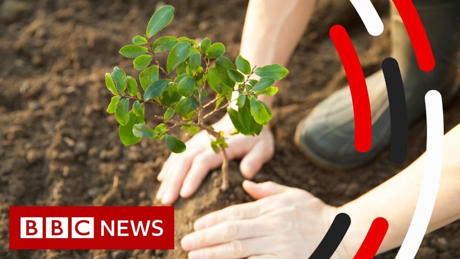 Tree Planting and Climate Change  – BBC News