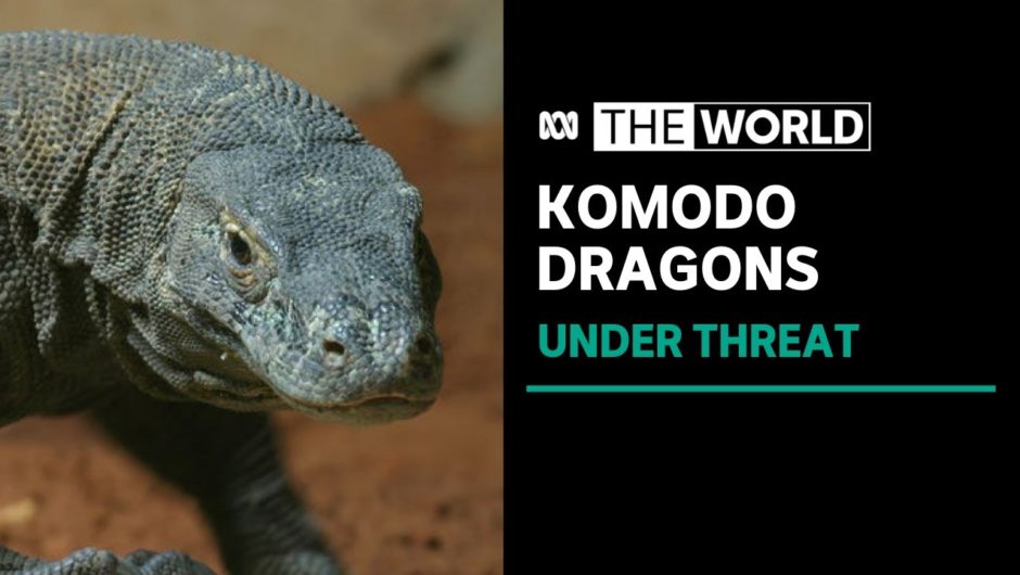 Indonesian zoo breeds Komodo dragons to save them from extinction | The World