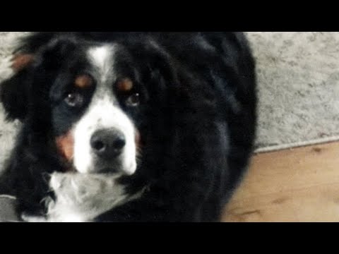 Dog owners left grieving after pet's transatlantic flight