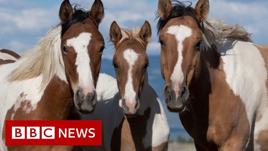 Fighting to keep the America's wild horses wild – BBC News