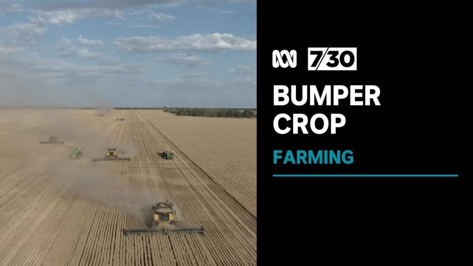 Australian wheat growing regions harvesting another bumper crop | 7.30