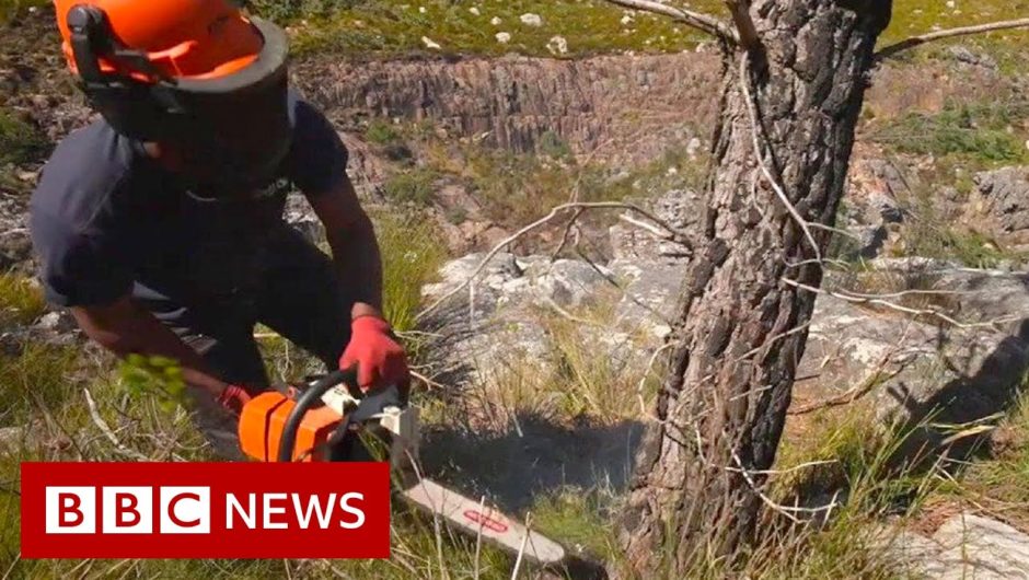 Why is Cape Town axing trees to prevent drought? – BBC News