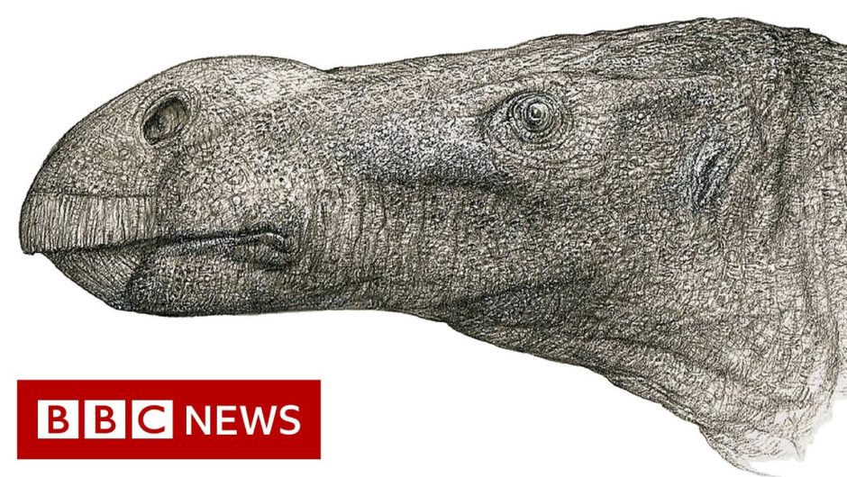 New species of dinosaur with ‘unusually large nose’ discovered – BBC News