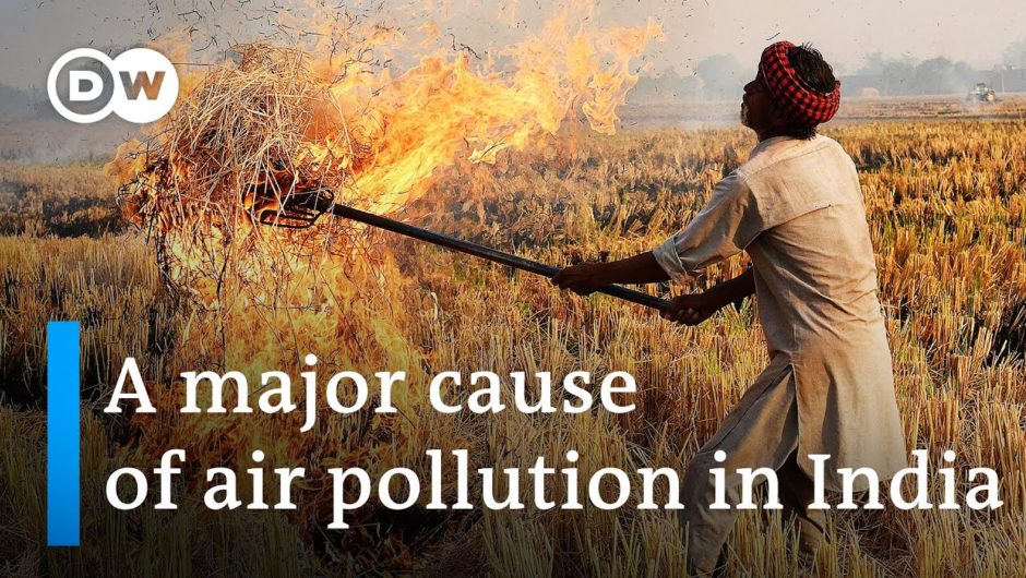 India: Could there be an alternative to 'stubble burning'? | DW News