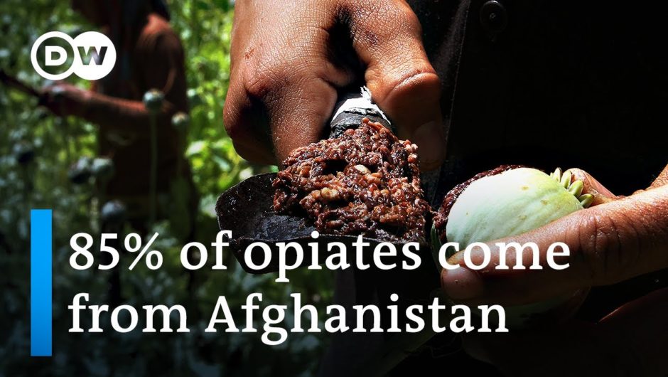 Afghanistan's economy still relies heavily on opium, cannabis | DW News