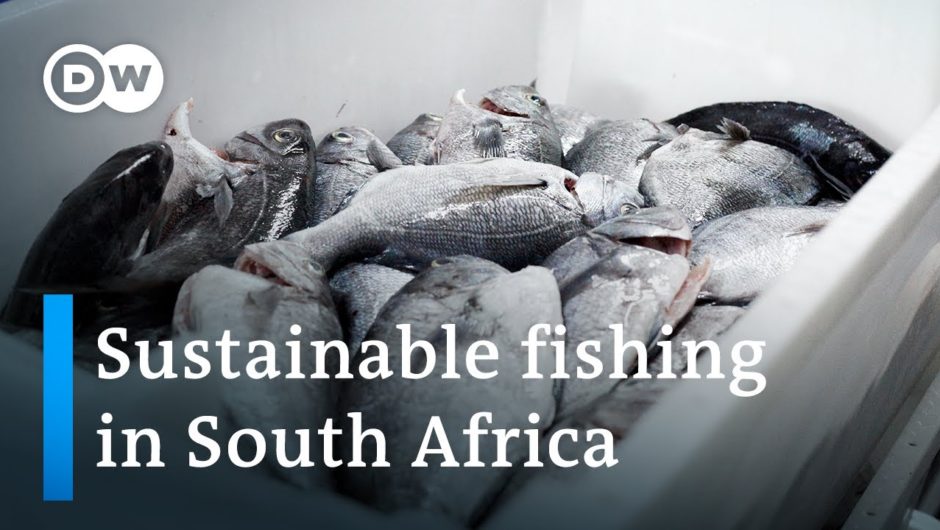 South Africa: Abalobi – A sustainable fishing app | Global Ideas