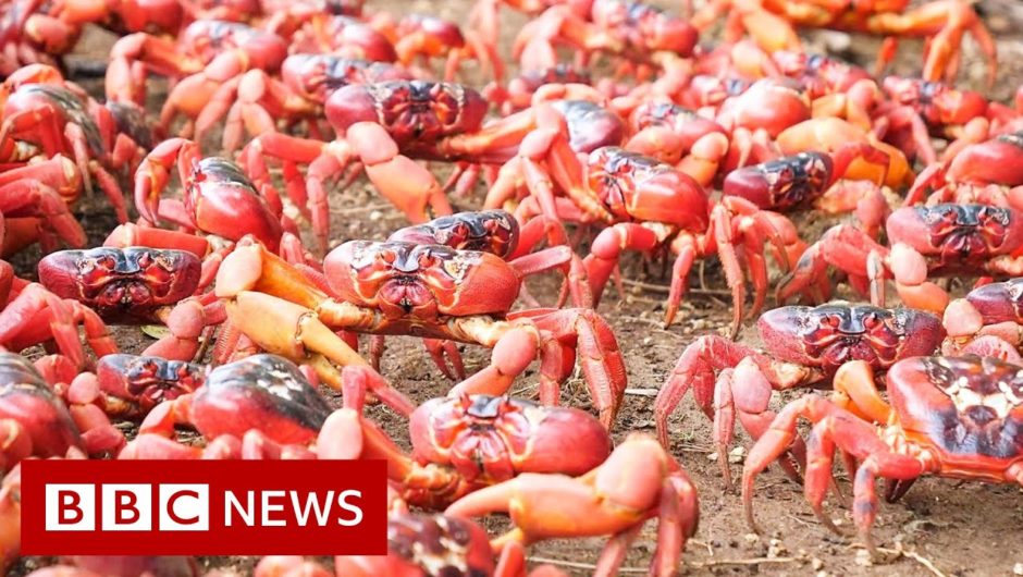 Millions of red crabs swarm across roads and bridges in Australia – BBC News