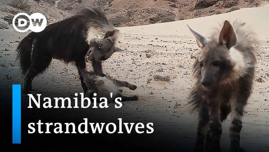 Namibia: New safe zones for wildlife | Global Ideas