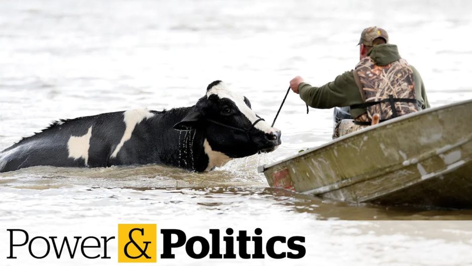 Thousands of hogs and poultry feared dead in aftermath of B.C. flooding