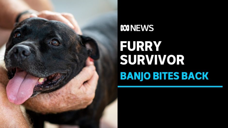 Banjo the staffy bitten by croc on Darwin's Casuarina beach | ABC News