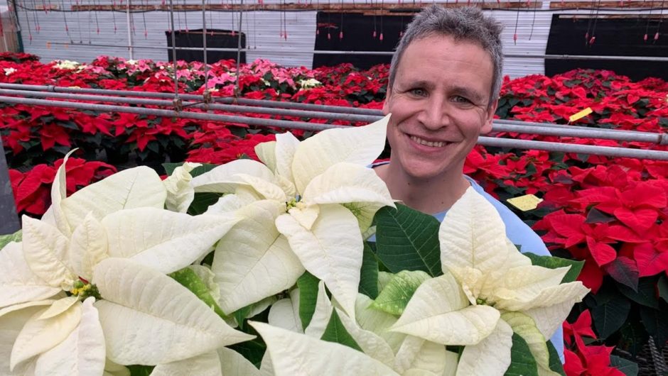 Your questions answered about poinsettias