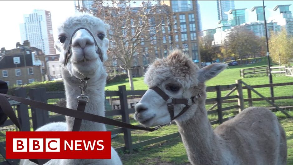 The acting alpacas that are retiring from public life – BBC News