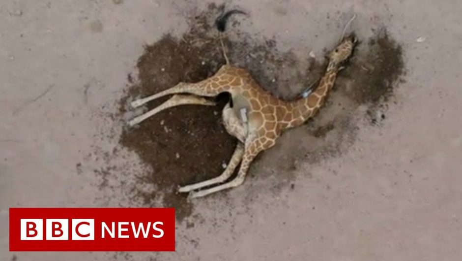 The drought ravaging East African wildlife  – BBC News