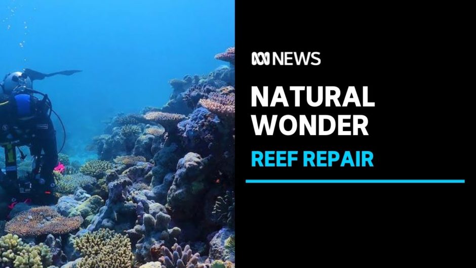 How climate change is affecting a spectacular reef system off the West Australian coast | ABC News