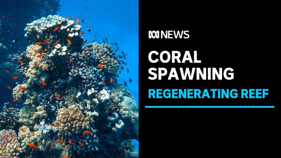 How do coral ‘babies’ revive damaged reefs? | ABC News