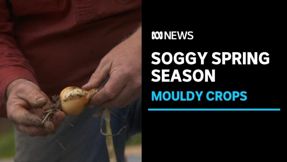 Sodden spring and floods see some ACT and NSW farms lose half their crops to mould | ABC News