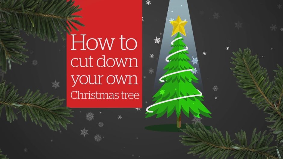 How to legally cut down your own Christmas tree in B.C.