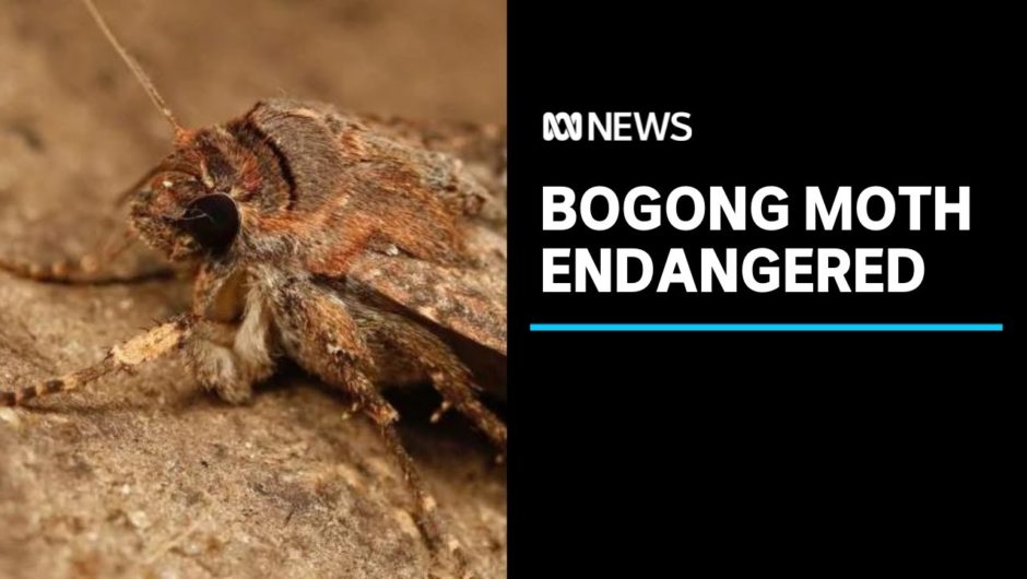 Why bogong moths are now being classified as an endangered species | ABC News