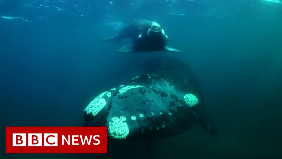 Tracking the surprise migration of southern right whales – BBC News