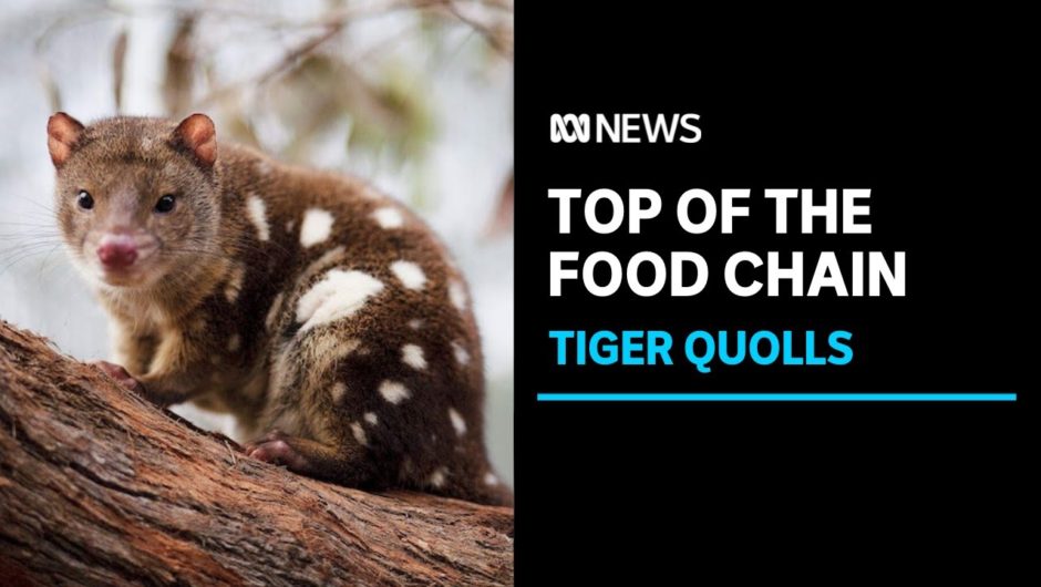 Two spotted-tailed quolls expected to 'mop up' endangered animals at Mulligan's Flat | ABC News