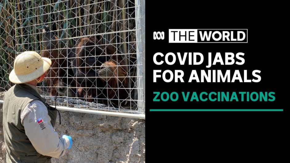 Chilean Zoo administers special vaccines to animals susceptible to COVID-19 | The World