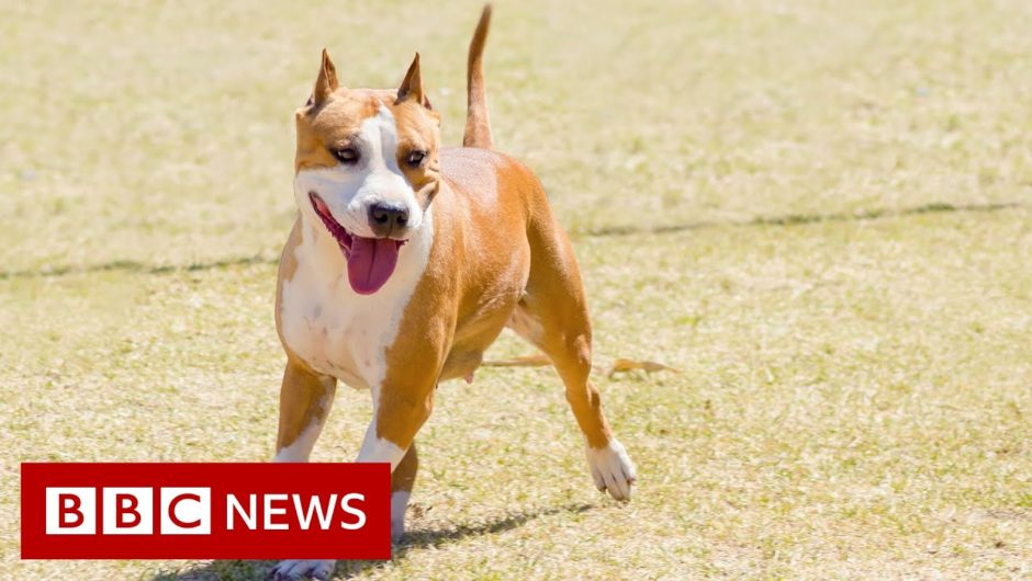 Illegal designer dog breeding – BBC News