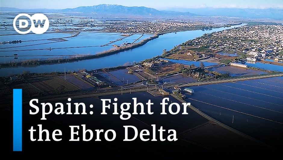 In Spain's Ebro Delta: Rice farmers fear losing their fields due to climate change | Focus on Europe